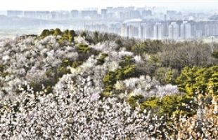 縱深國(guó)有林場(chǎng)改革 建青山綠水新家園