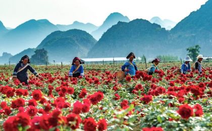 7月12日相約云南晉寧共赴“玫瑰嘉年華”