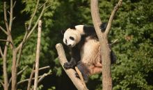 芬蘭動物園計(jì)劃提前歸還旅芬大熊貓，動物園園長：這是一個艱難的決定