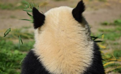 保護(hù)生物多樣性的“中國案例”獲多國人士點(diǎn)贊