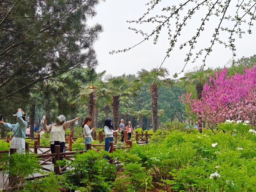 在河南省洛陽市中國國花園，游客漫步花海、自拍留念。人民網(wǎng) 王雅蝶攝